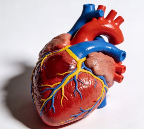 Printed heart (Usually for medical & educational usage)